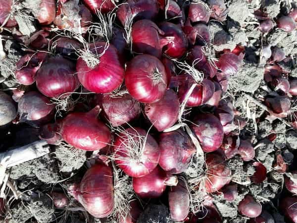 تصویر 5 از قیمت خرید پیاز قرمز بناب عمده + فروش ویژه